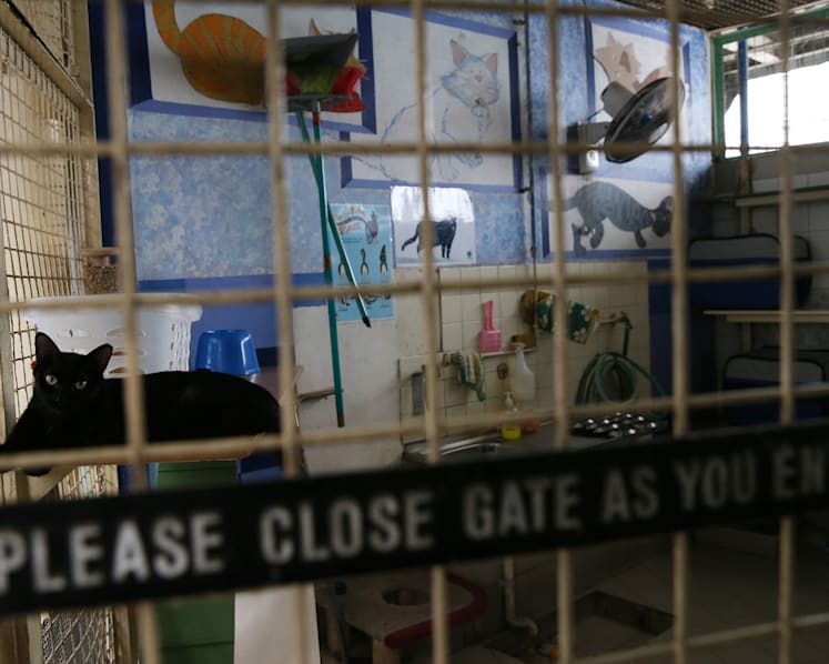 Pet abandonment generally rose in past five years, half of cases involving cats: MND