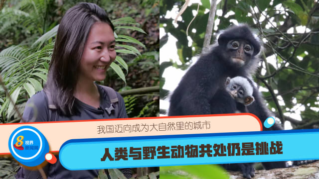 我国迈向成为大自然里的城市 人类与野生动物共处仍是挑战