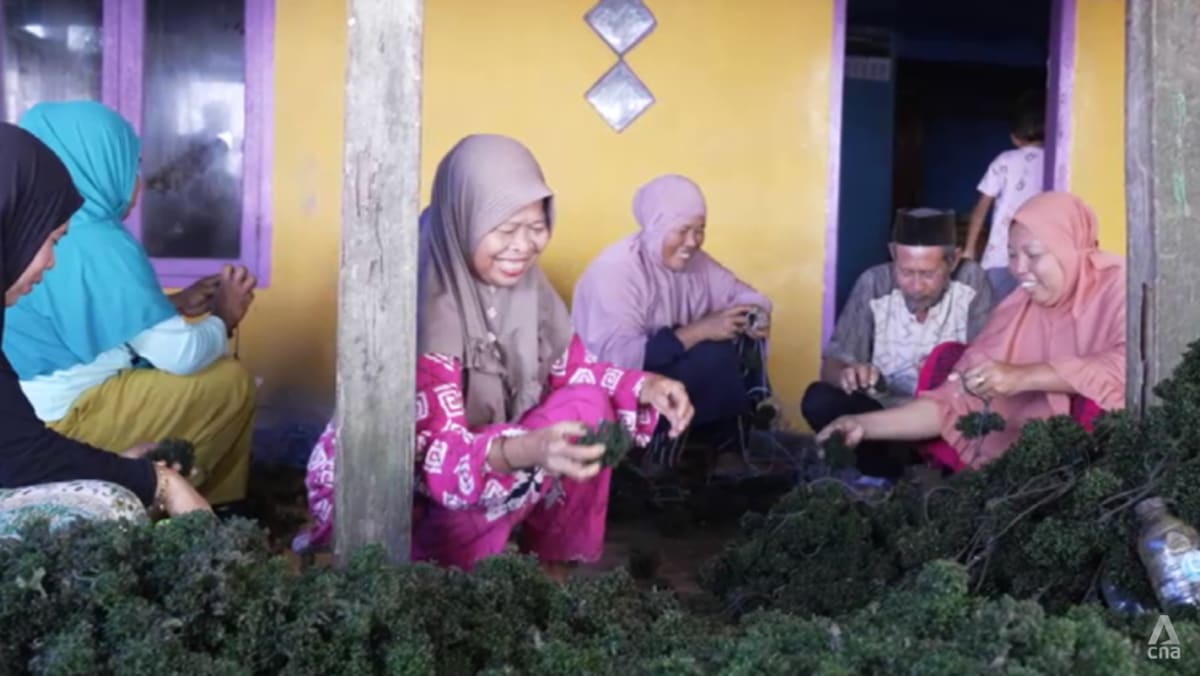 Indonesia’s green gold: Coastal farmers reap benefits of booming seaweed industry