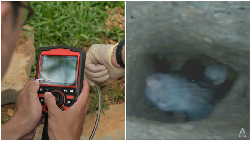 The rat busters: On the hunt with NEA officers working to fix Singapore's rodent problem The rat busters: On the hunt with NEA officers working to fix Singapore's rodent problem