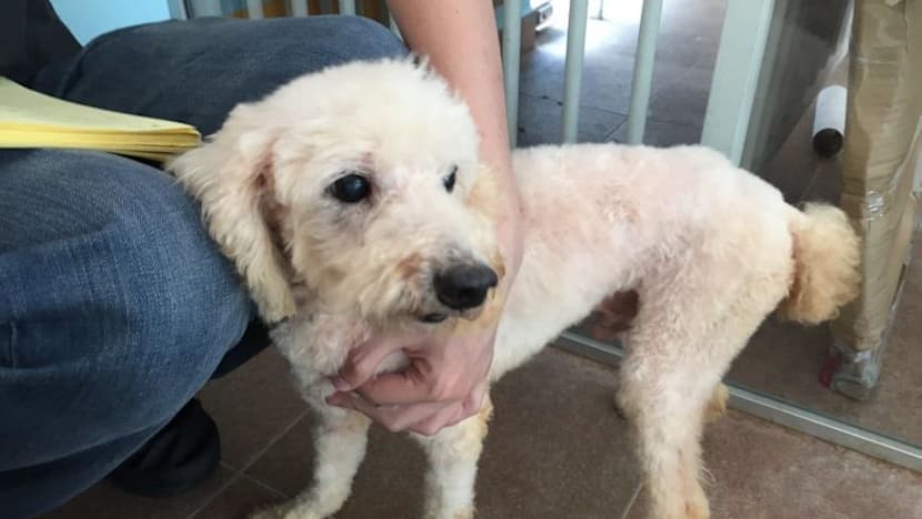 Owner of pet grooming school jailed, fined for abandoning 18 dogs