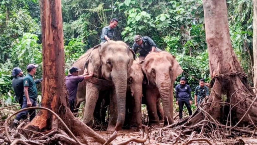 220 gajah di Kelantan terancam akibat pembangunan