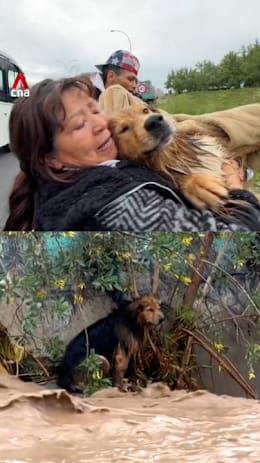 Dramatic rescue of dog from river captivates Chile