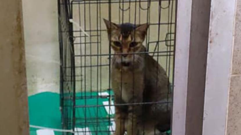 Kucing di pusat pembuangan sampah: Majlis Bandaran Tampines mohon maaf atas 'kelemahan protokol' Kucing di pusat pembuangan sampah: Majlis Bandaran Tampines mohon maaf atas 'kelemahan protokol'