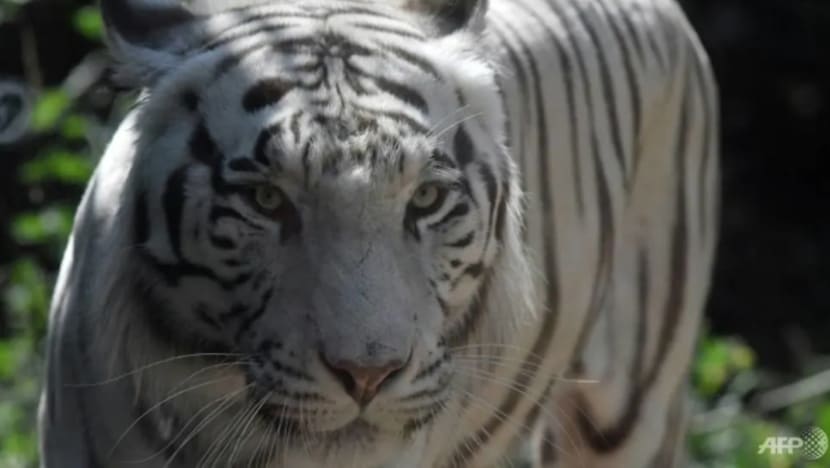 Harimau terlepas dari taman haiwan Indonesia berjaya ditangkap semula