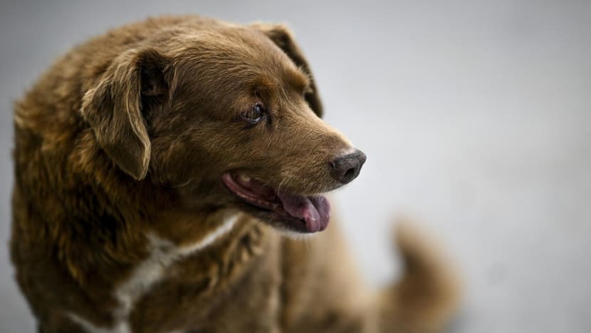 Bobi, known as the oldest dog in the world, dies aged 31 Bobi, known as the oldest dog in the world, dies aged 31
