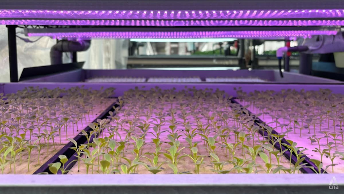Commentary: Why high-tech farms fell short of Singapore’s ‘30 by 30’ goal