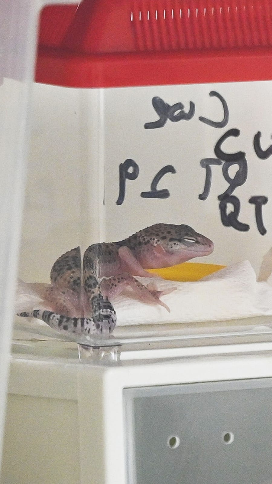 NParks seizes 101 illegally kept wild animals in islandwide raid, with 13 found dead