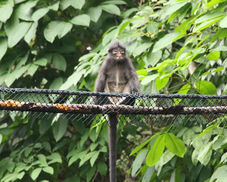 Once near extinction in S'pore, Raffles’ banded langur's population set to double to 150 by 2038: Researchers