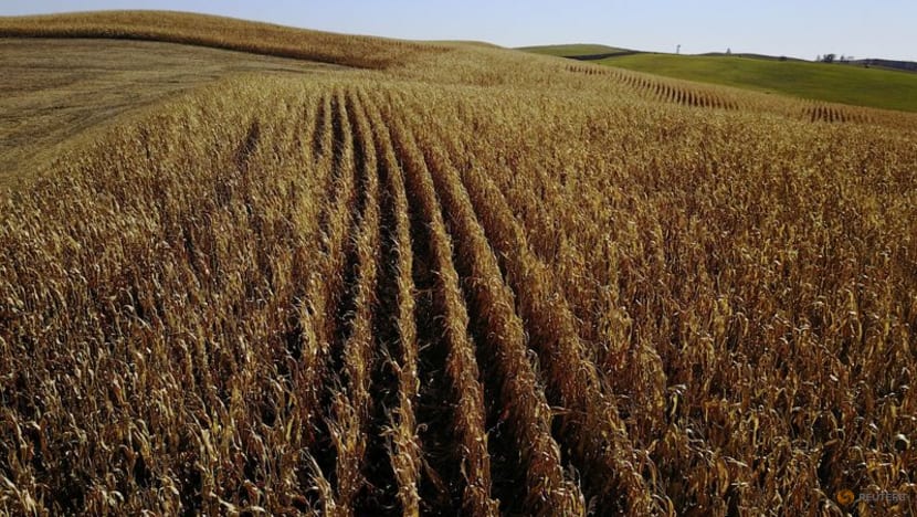 Thailand will cut tariffs on US corn imports, minister says