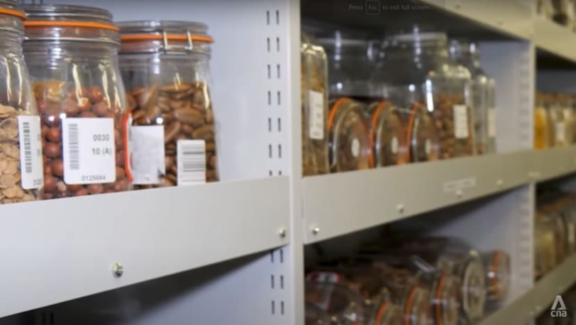 ‘Like a Noah's Ark of plants’: Conservation facility in the UK builds up collection of 2.4 billion seeds