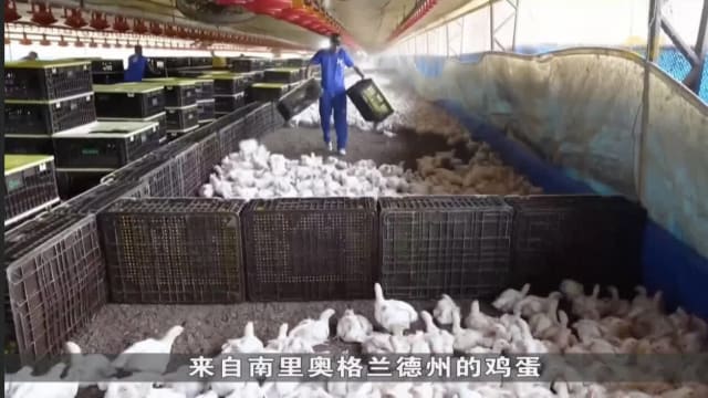 巴西禽流感疫情导致多国进口禁令 重创当地家禽养殖行业