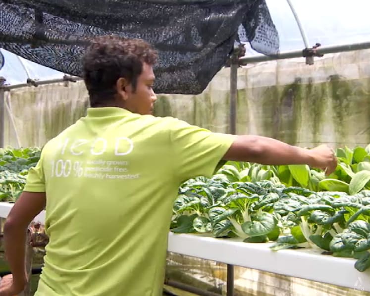 Singapore invests S$40.5m in agri-food innovation to boost food security and sustainability 