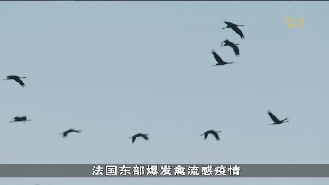 法国东部爆发禽流感 近万只迁徙鹤染病死亡