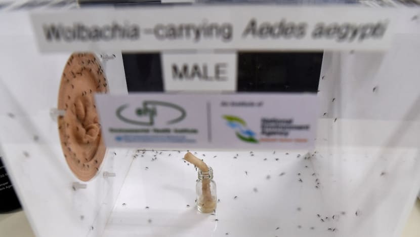 NEA expanding Project Wolbachia to reduce Aedes mosquito population after study sites see 88% drop in dengue cases