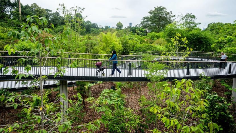 New 200m long pedestrian bridge opens at Singapore Botanic Gardens