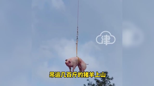 无人机助力清明祭祖 广东男子轻松运猪羊上山