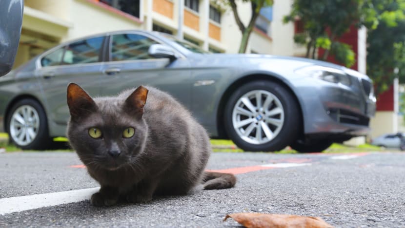Cat killings in Yishun prompt appeal for sharing of footage