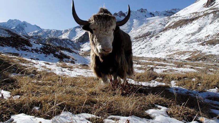 Famous Siberian cave yields remains of yak-like Ice Age mammal