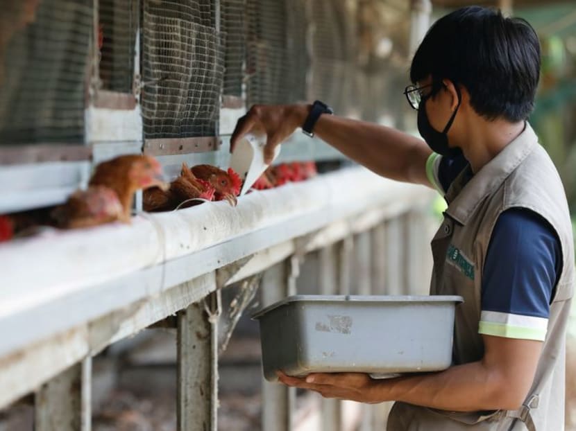 Indonesia to export chickens to Singapore ‘really soon’: Agriculture ministry Indonesia to export chickens to Singapore ‘really soon’: Agriculture ministry