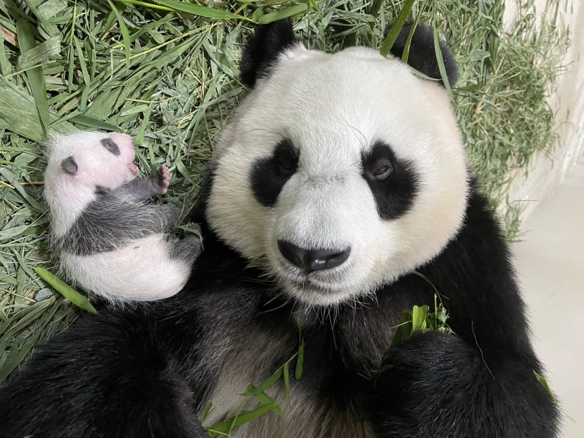 It&rsquo;s a boy: Gender of Singapore&rsquo;s first giant panda cub confirmed, public invited to submit names