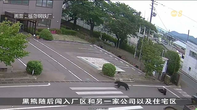 日本东北部再次发生熊袭击事件 导致四人受伤