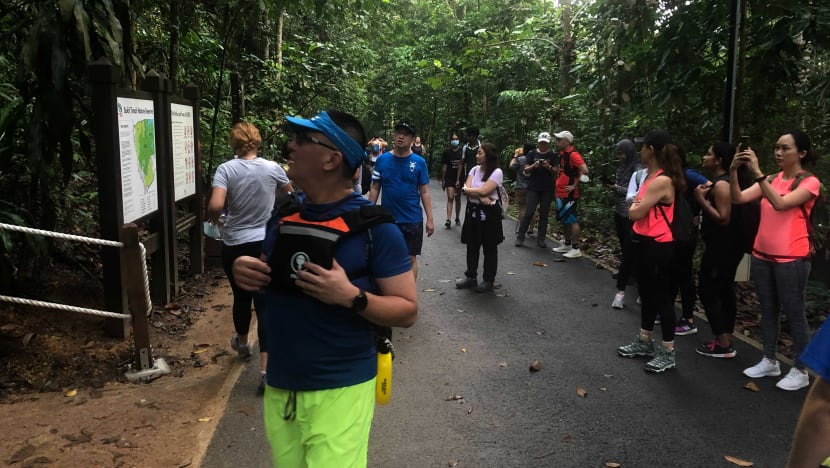 Hiking boom in Singapore as more turn to their backyard to cope with Covid-19 travel restrictions