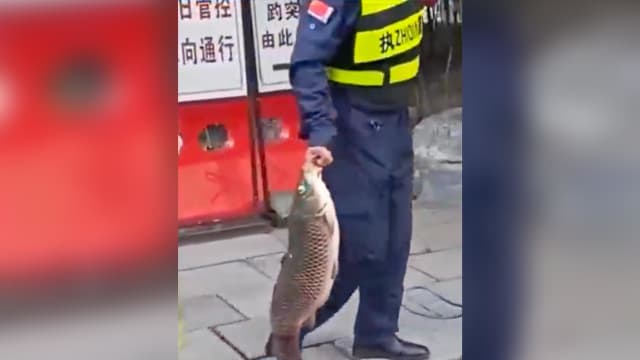中国景区锦鲤疑被喂到撑死 保安：不要屠杀生灵