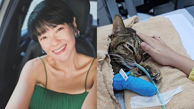 一切来得太突然……沈琳宸悲曝爱猫逝世