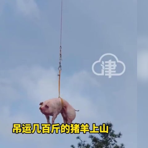 无人机助力清明祭祖广东男子轻松运猪羊上山- 8world