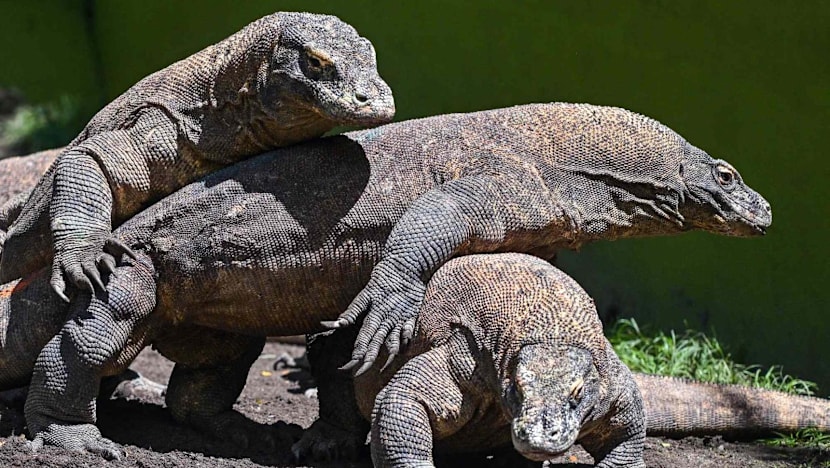 Dragon diplomacy: Indonesia lends Komodo lizard pair to Japan zoo