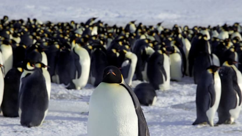 Ice melt threatens emperor penguins during annual moult: Researchers