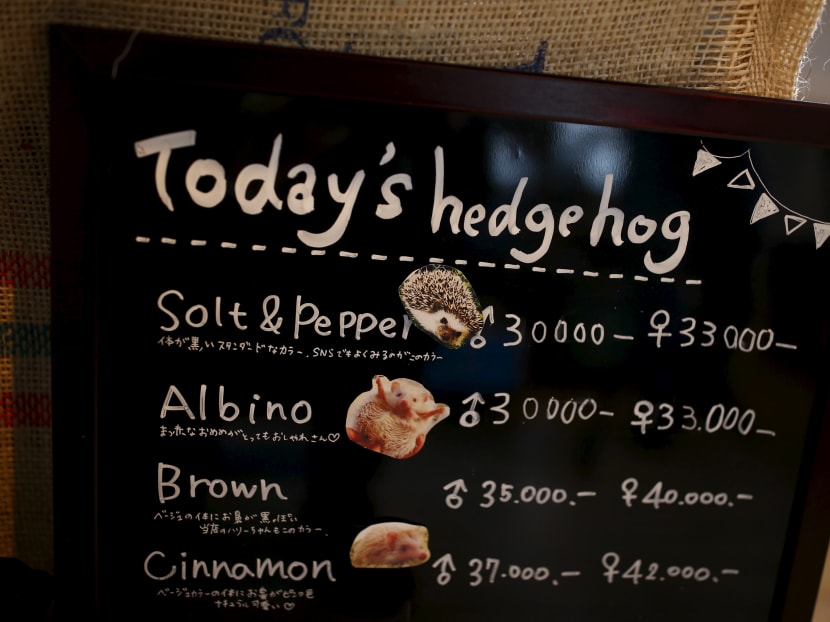 Gallery: Japanese line up to cuddle hedgehogs - carefully