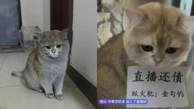 毛孩子把家给烧了 小猫被迫直播带货“还债” 
