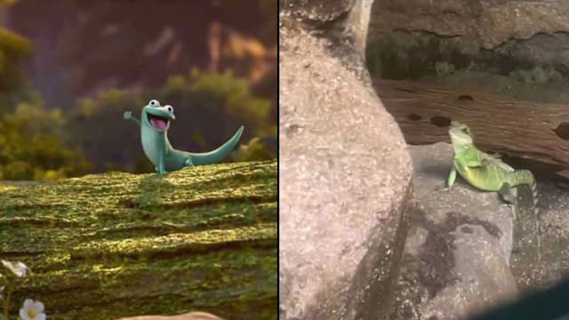 这只蜥蜴比你还会社交！蜥蜴都会挥手了，你呢？