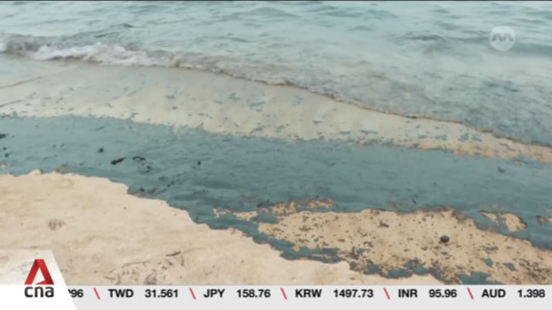 Marine life bounced back in a few months following 2024 oil spill: Researchers 