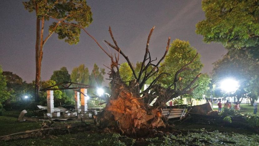 17 pekerja SMRT sedang raikan sambutan Krismas apabila pokok tumbang di Sembawang Park