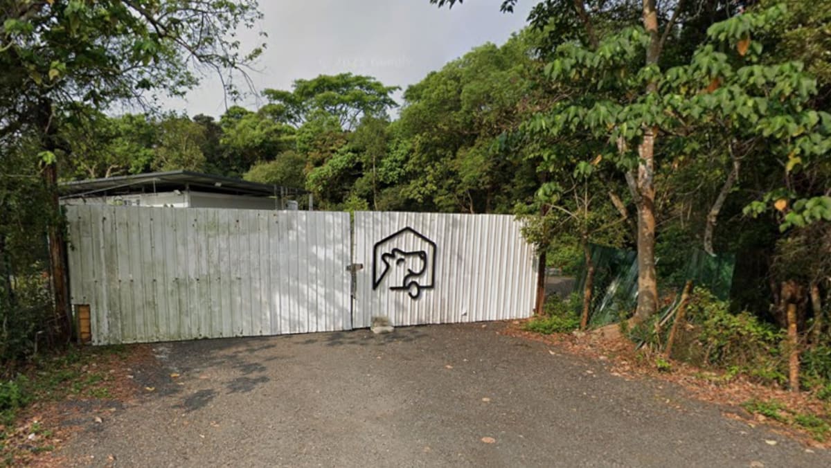 channelnewsasia.com - Woman in Hong Kong mauled to death by dog in pet hotel