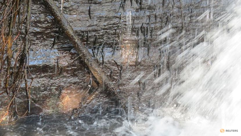 Thousands of small fish defy gravity to climb Congo waterfall