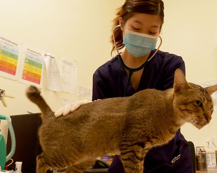 ‘As if they were my own animal’: Vets at SPCA’s clinic set the record straight on euthanasia