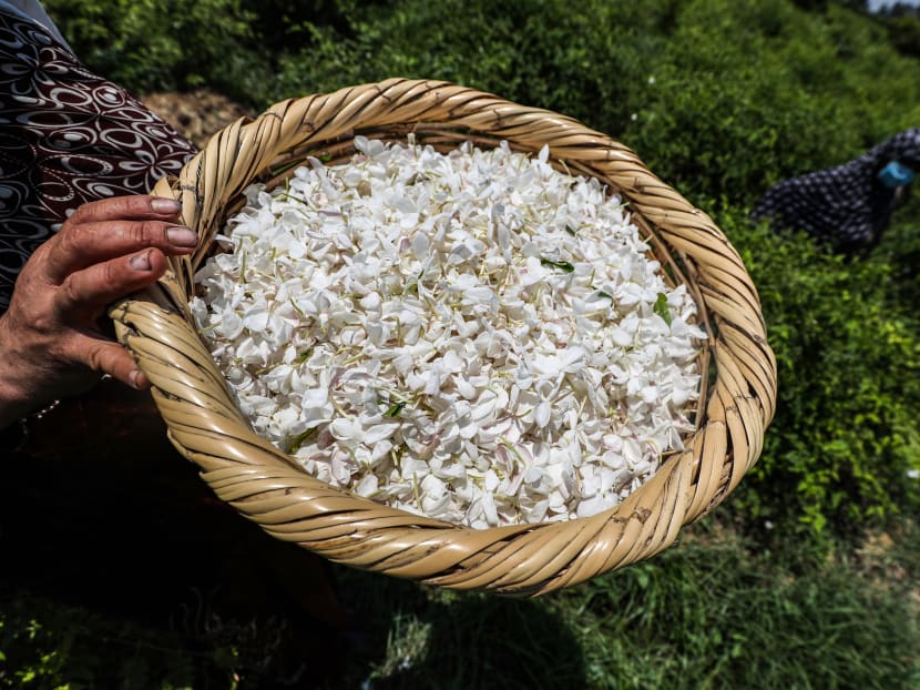 A worker holds a wicker basket filled with harvested jasmine flowers in a field at the village of Shubra Beloula in Egypt's northern Nile delta province of Gharbiya on July 23, 2020.