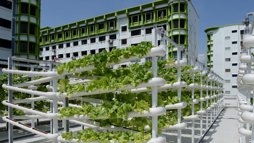 Tenders awarded for 9 rooftop farming sites at HDB multi-storey car parks
