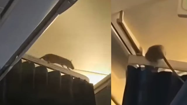 老鼠闯入KLM机舱 航班停飞250名乘客受影响