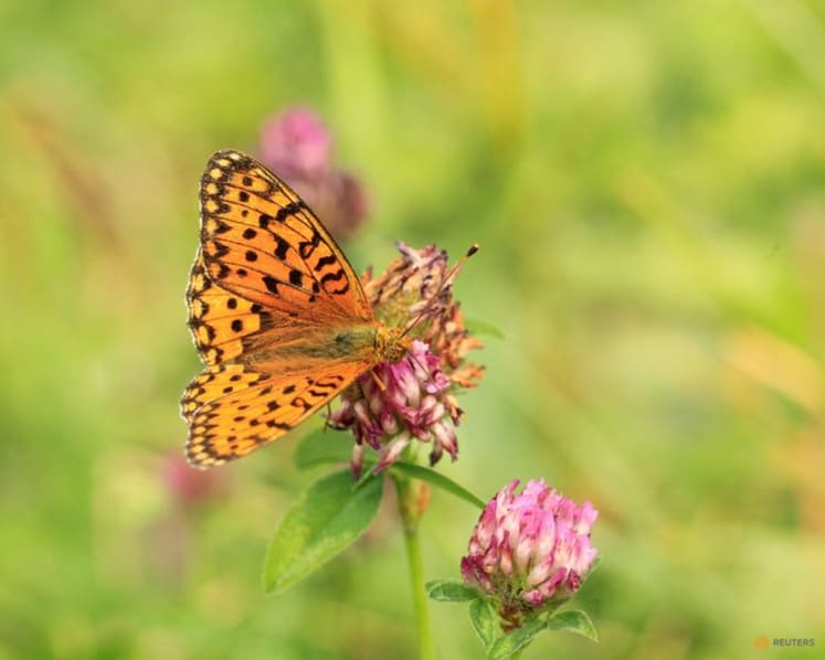 Butterfly wing patterns may trick predators with motion illusions