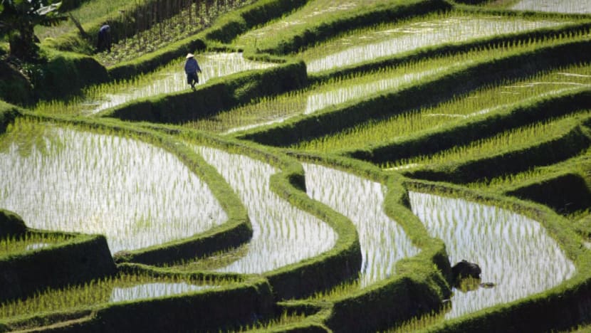 S’pore launches new VTLs with Greece, Vietnam; expands scheme to more places in India, Malaysia and Indonesia