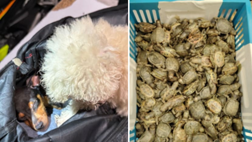 Puppies and exotic birds among animals seized in 28 smuggling cases in 2025 