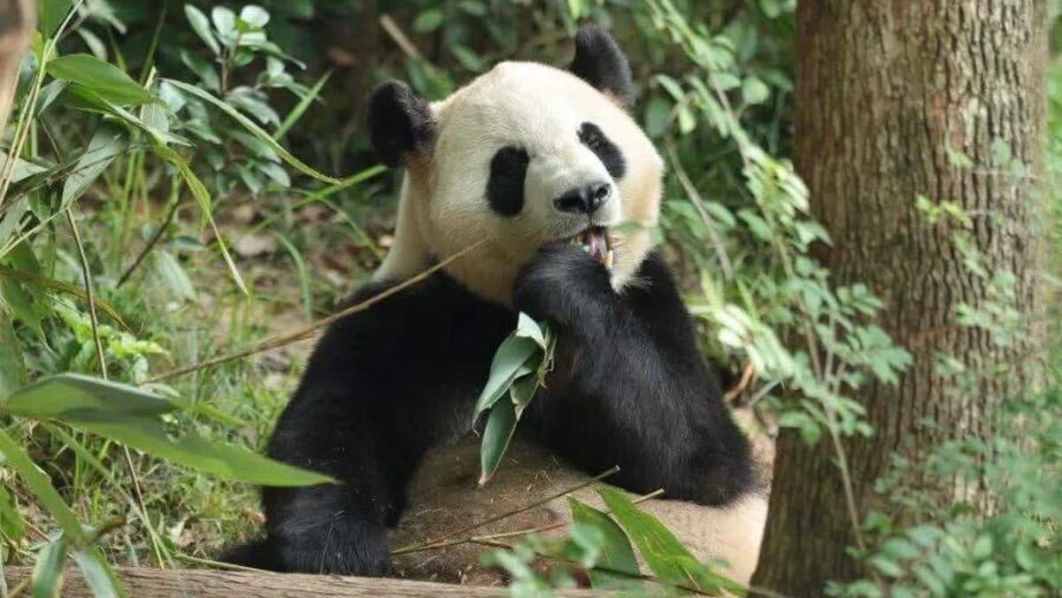 China sends two giant pandas to US - CNA