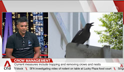 NParks to resume crow shooting from second half of March 2026