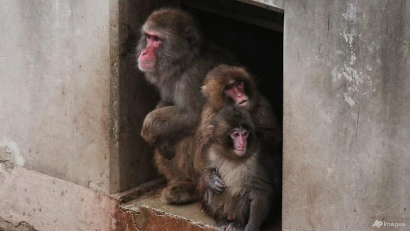 Punch the orphan macaque is outgrowing his plushie and making friends