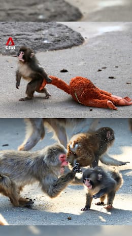 Abandoned baby monkey Punch gets bullied again despite making some friends